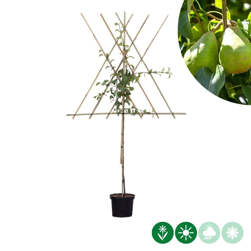 Pyrus Doyenne du Comice - leiboom