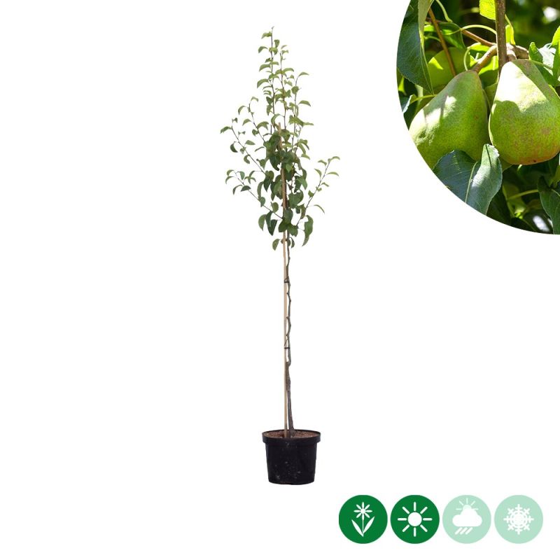 Pyrus Doyenne du Comice