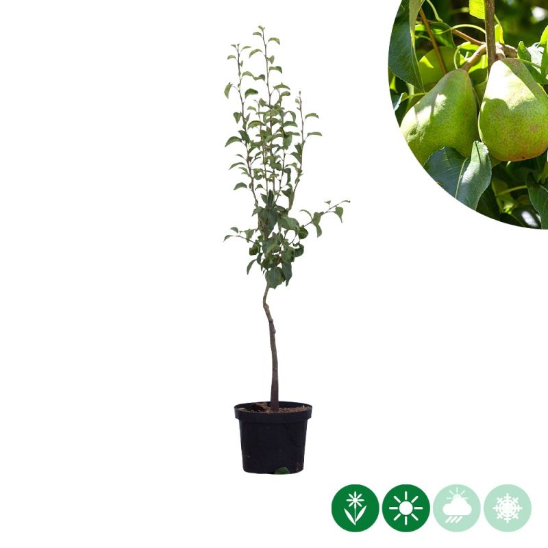 Pyrus Doyenne du Comice