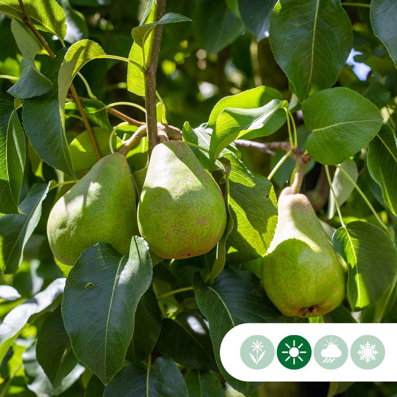 Pyrus Doyenne du Comice - leiboom