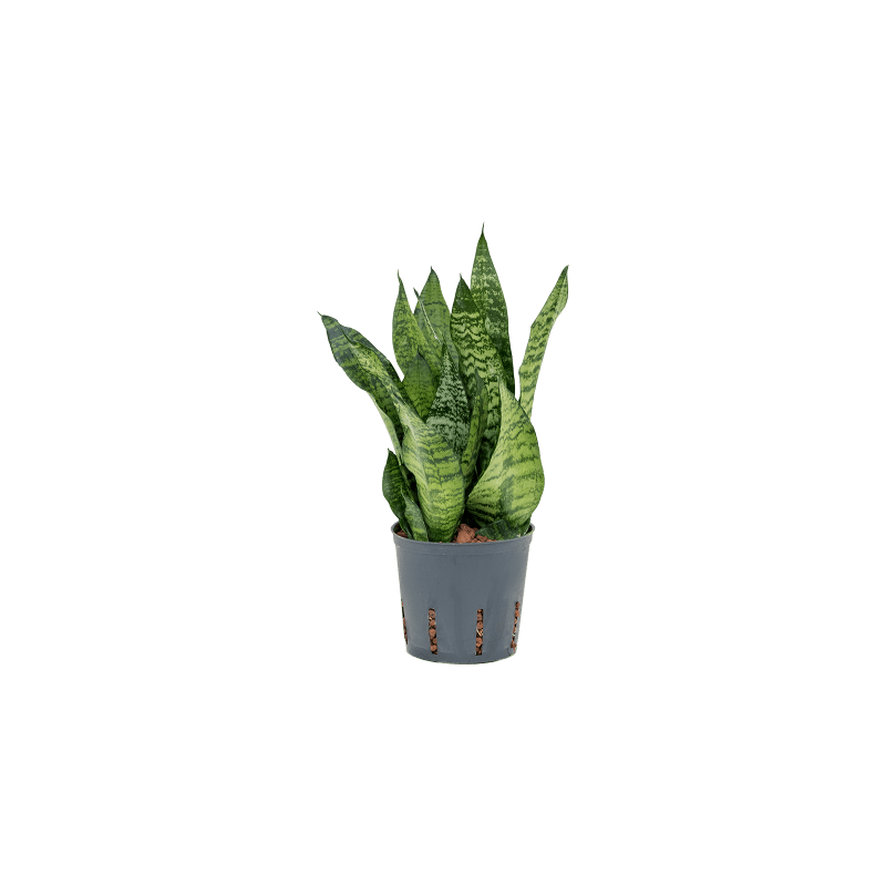 Sansevieria Compacta