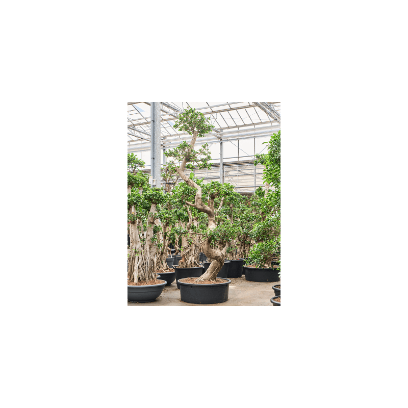 Ficus microcarpa Compacta - bonsai