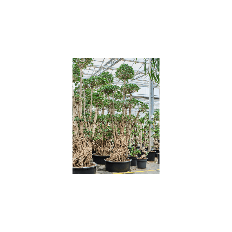Ficus microcarpa Compacta - bonsai