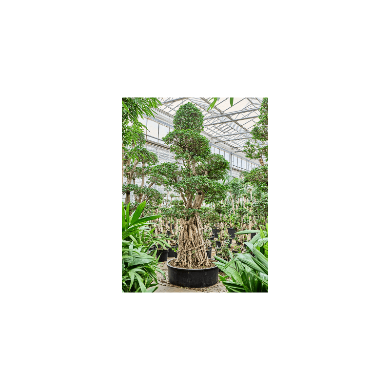 Ficus microcarpa Compacta - bonsai