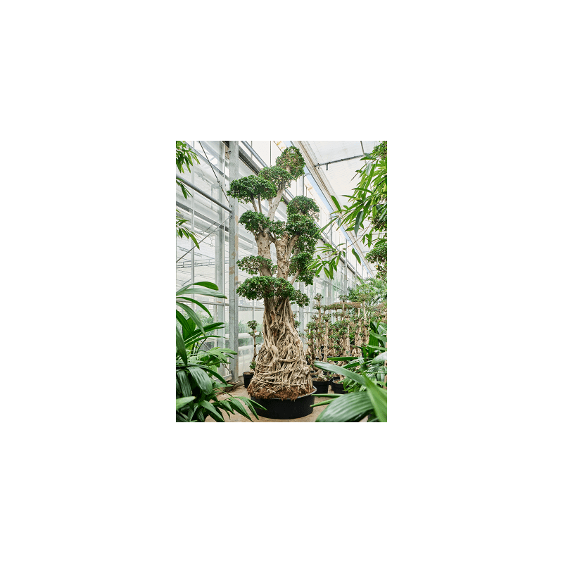 Ficus microcarpa Compacta - bonsai