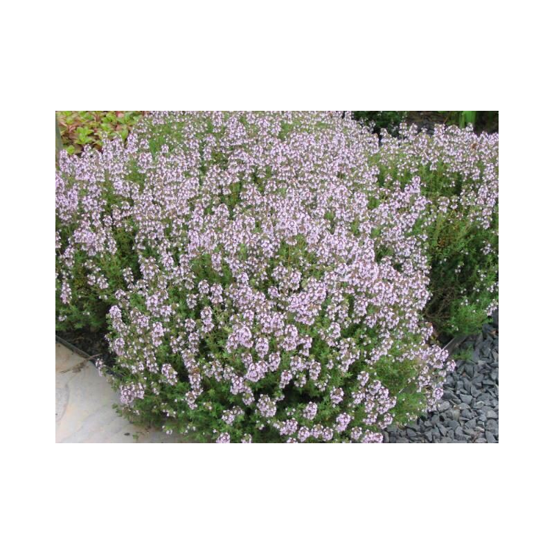 Thymus Compactus