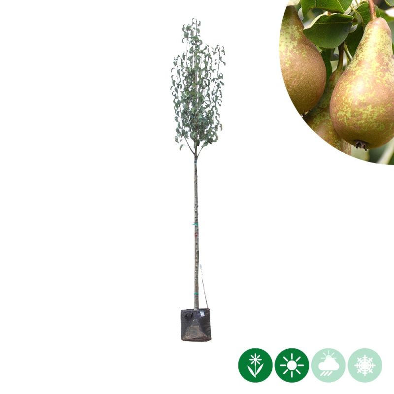 Pyrus Conference - hoogstam