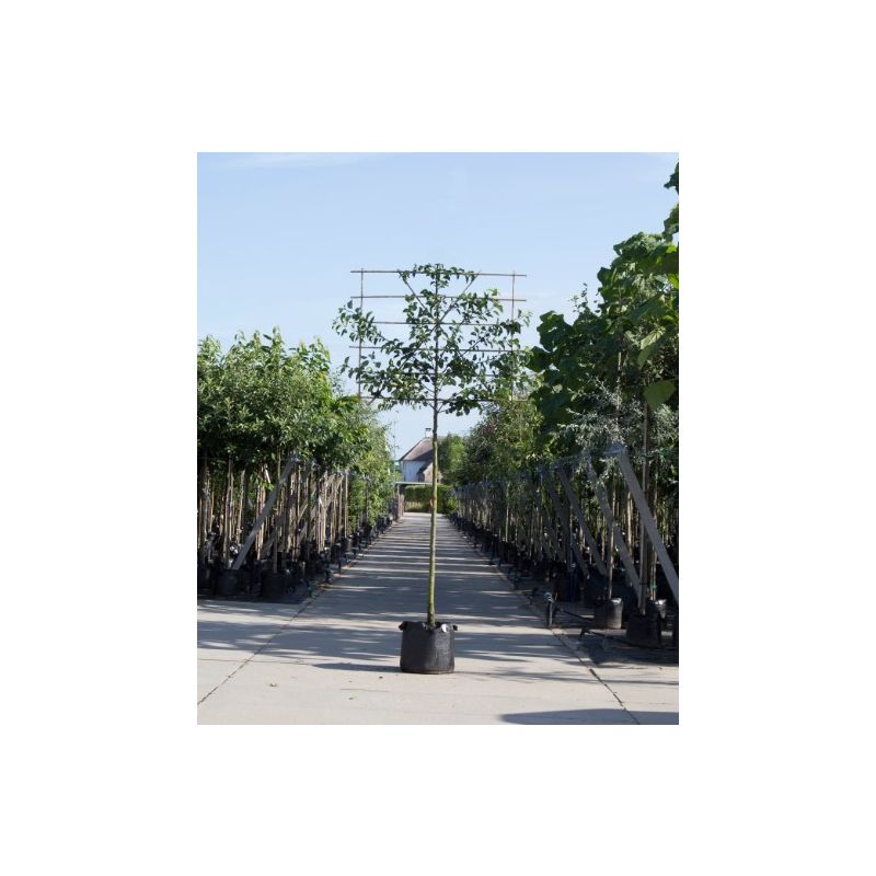 Pyrus Conference - leiboom 