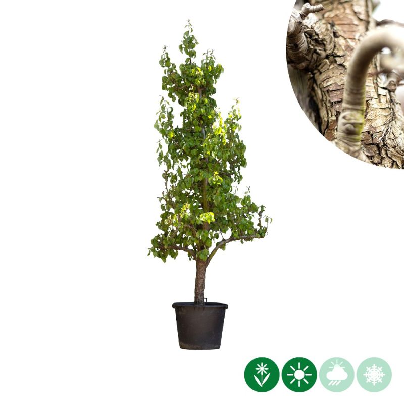 Pyrus Conference - oude boom