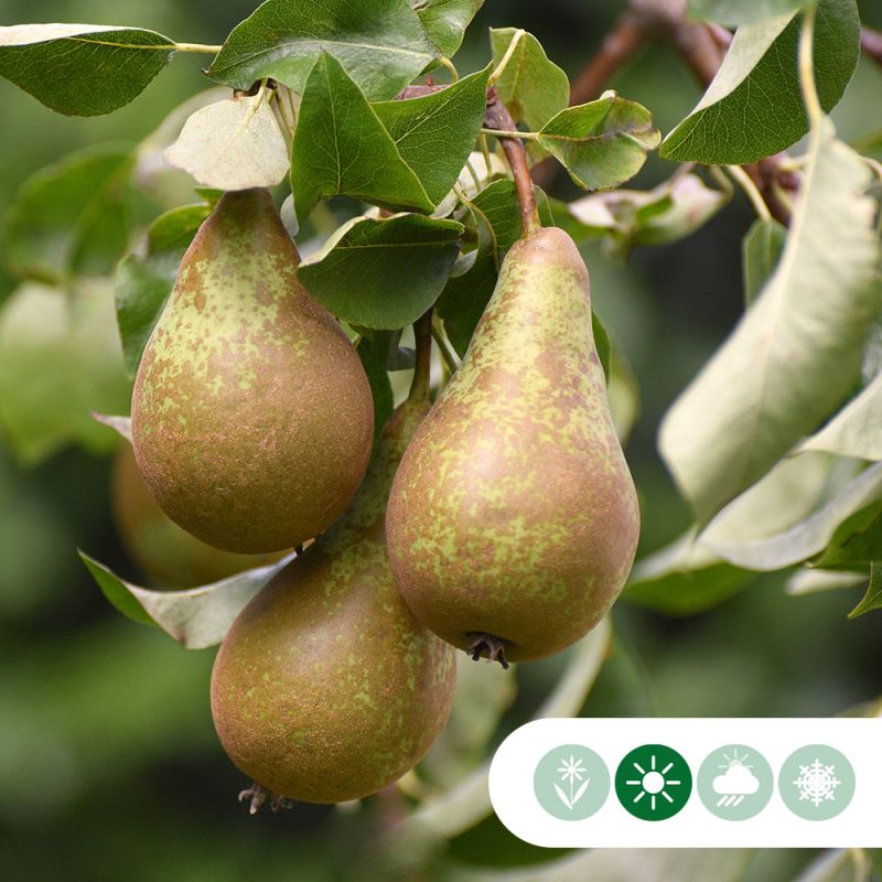 Pyrus Conference - oude boom