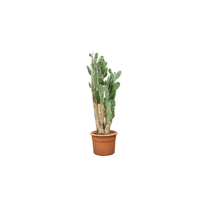 Opuntia consolea - vertakt