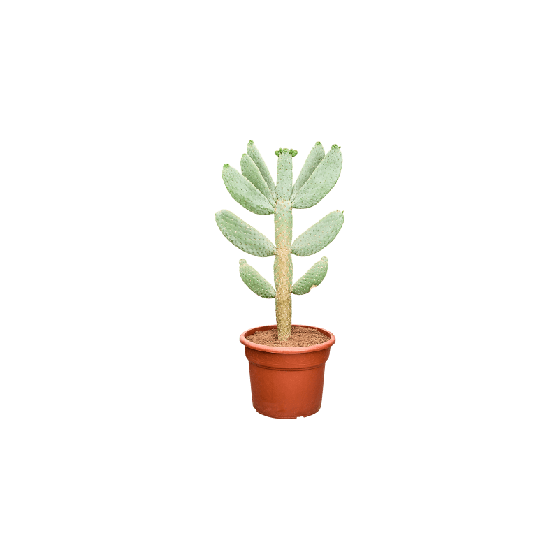 Opuntia consolea
