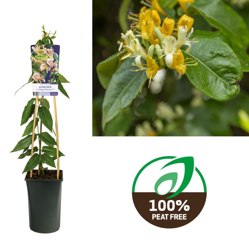 Lonicera Copper Beauty