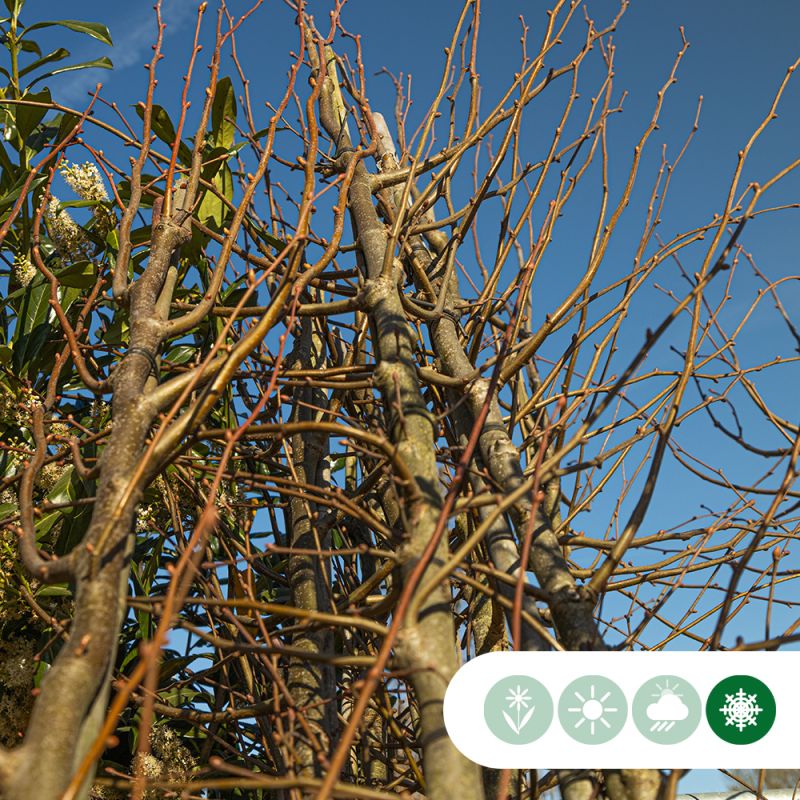 Tilia cordata 