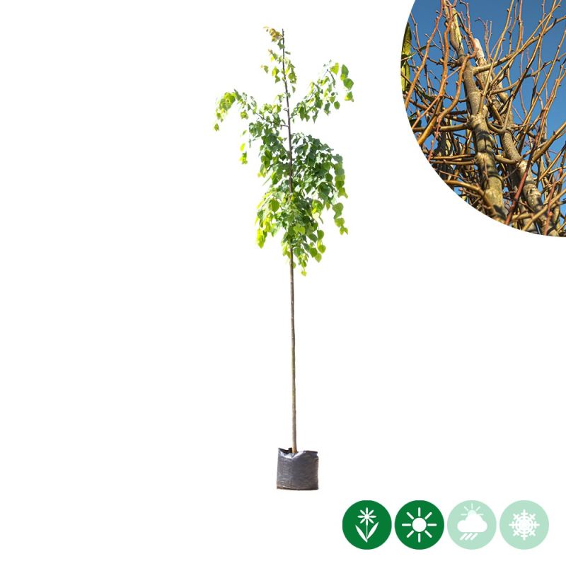 Tilia cordata 