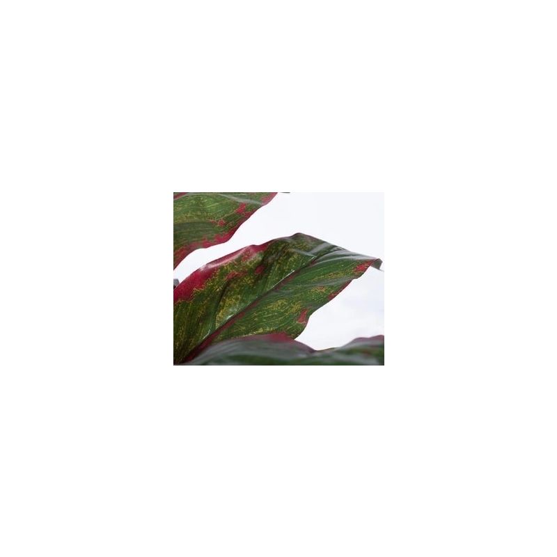 Cordyline groen/rood - kunstplant