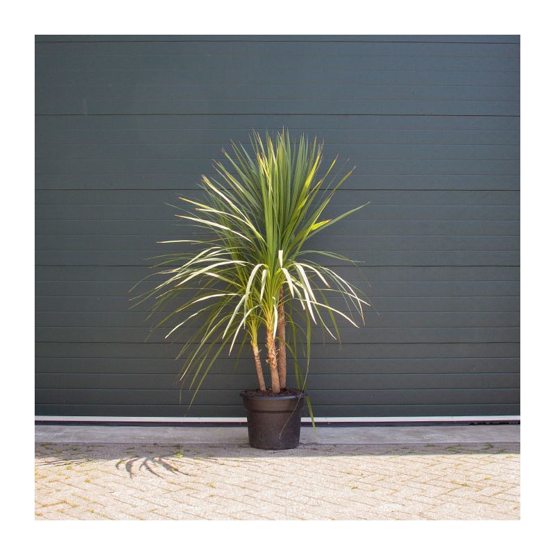 Cordyline 'Indivisa' - meerstammig 