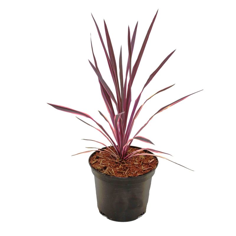 Cordyline Australis 'Pink Passion'