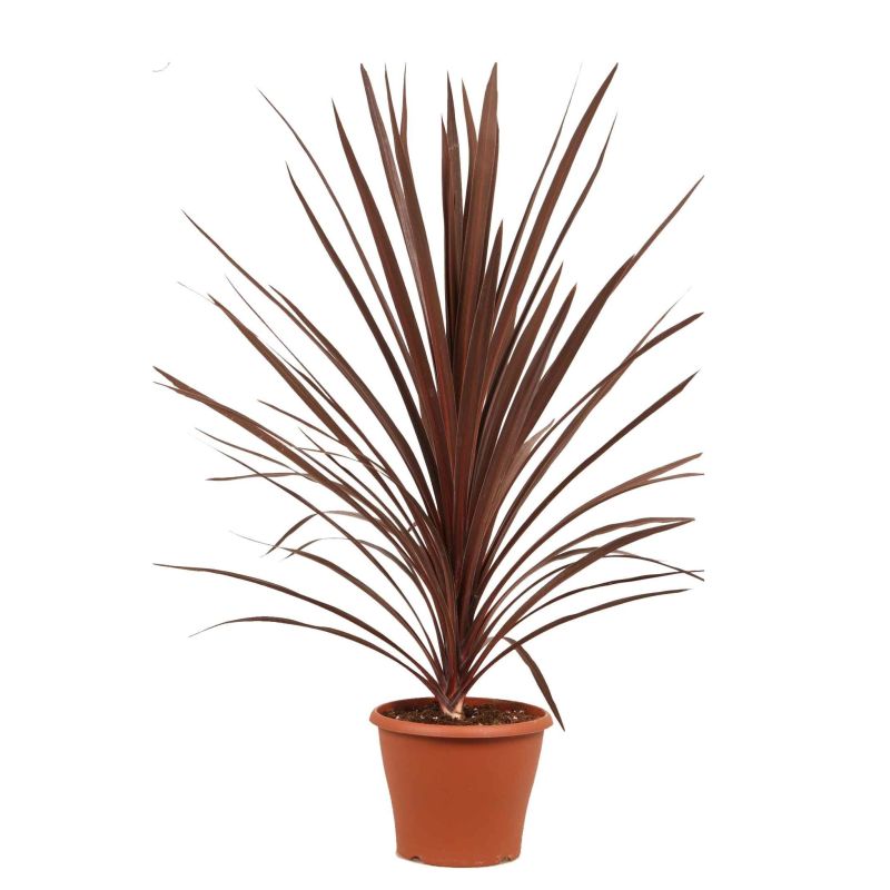 Cordyline Australis 'Red Star'