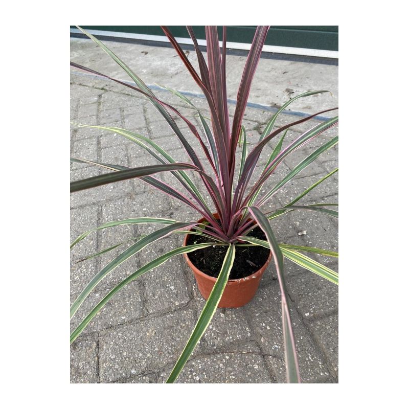 Cordyline Australis 'Can Can'