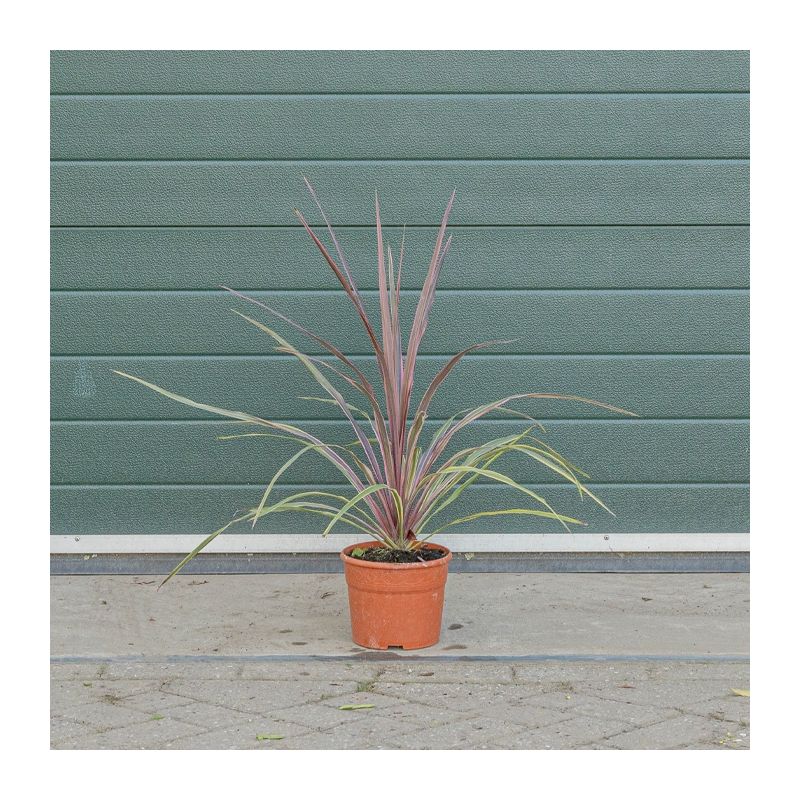 Cordyline Australis 'Can Can'