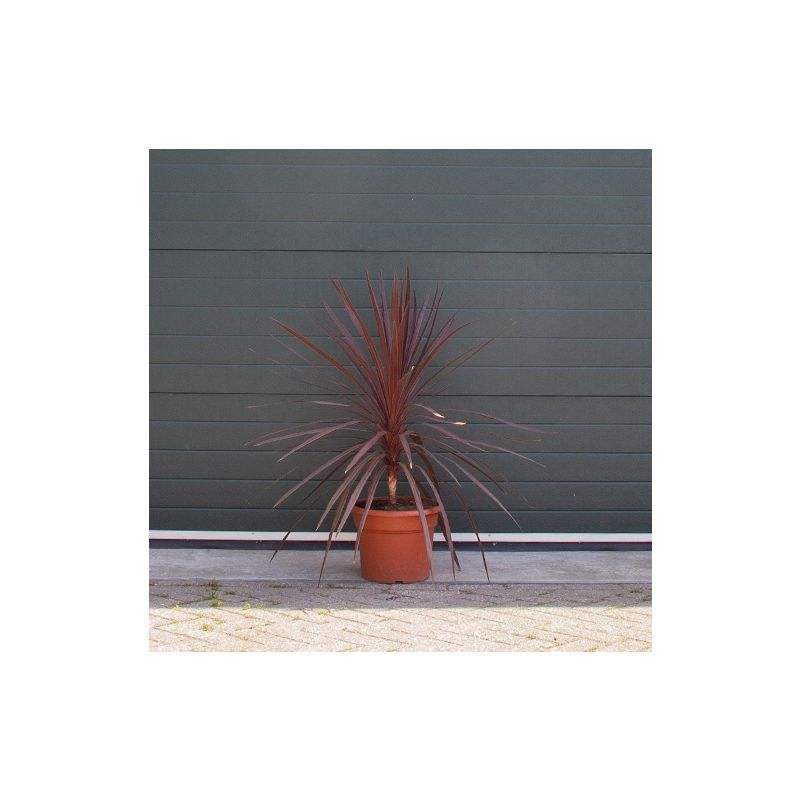 Cordyline Australis Red Star
