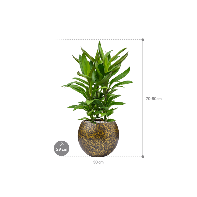 Cordyline Glauca in Capi Lux Terrazzo Bol Zwart Goud