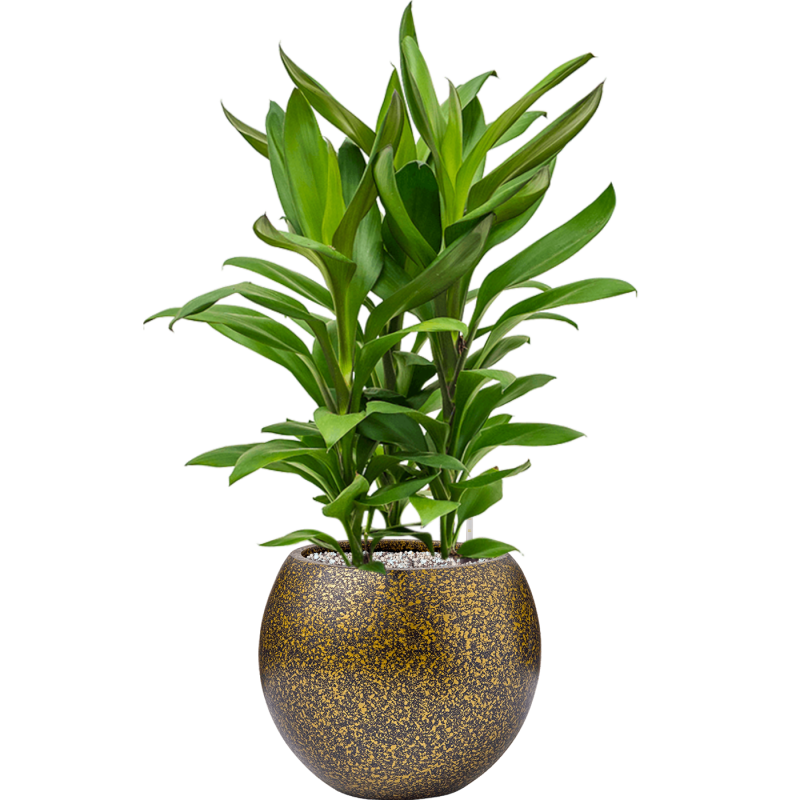 Cordyline Glauca in Capi Lux Terrazzo Bol Zwart Goud