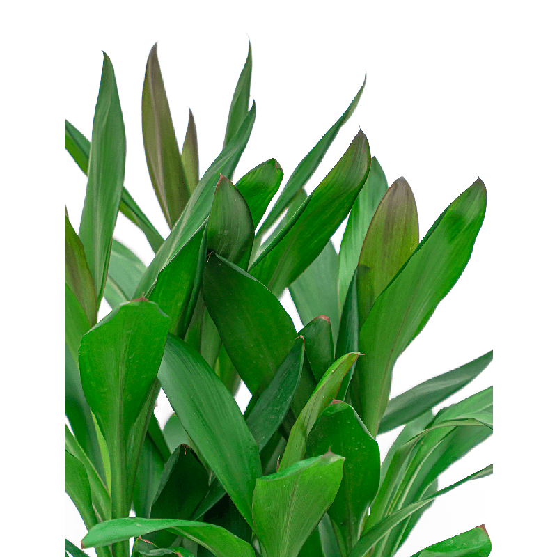 Cordyline Glauca 