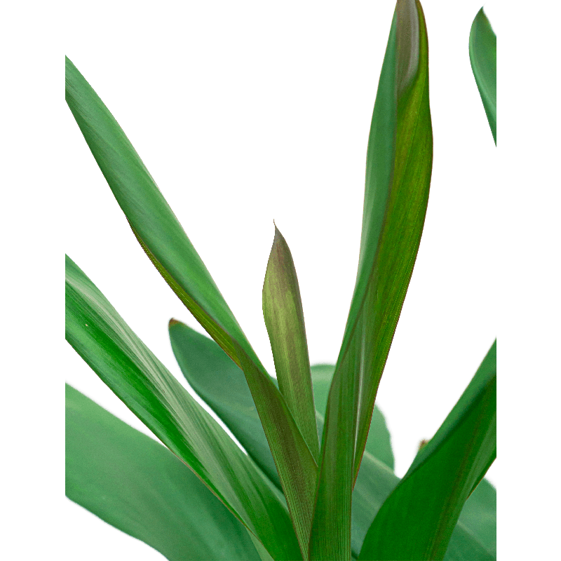 Cordyline Glauca in Capi Lux Terrazzo Bol Zwart Goud
