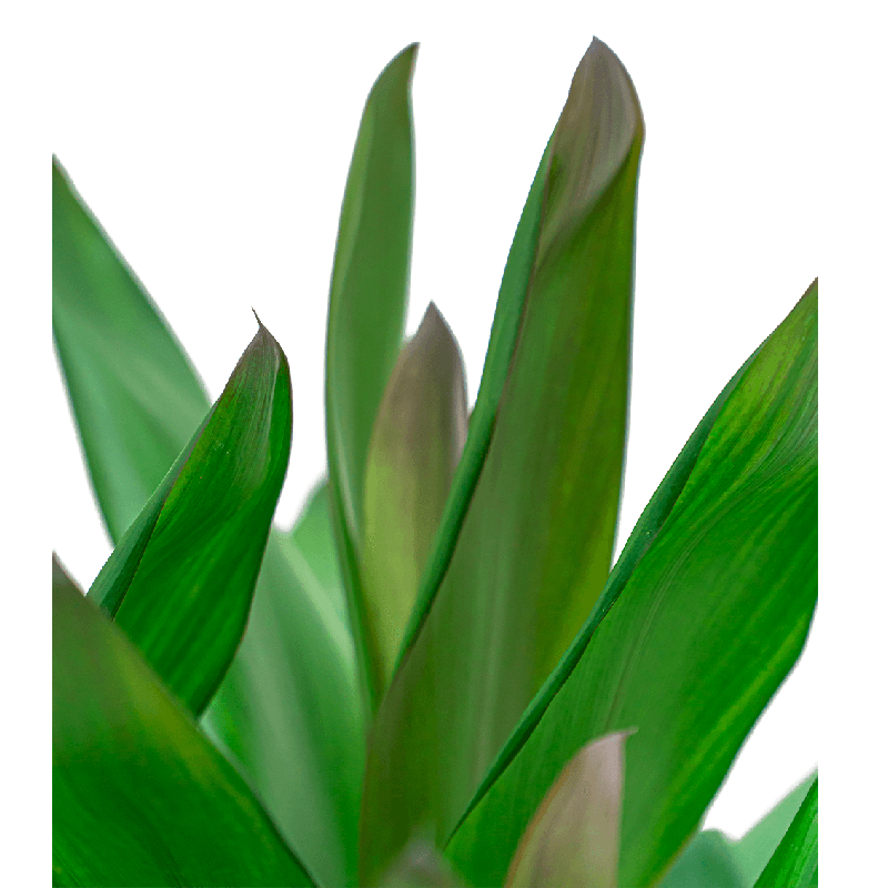 Cordyline Glauca 