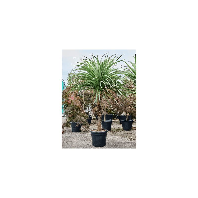 Cordyline indivisa op stam