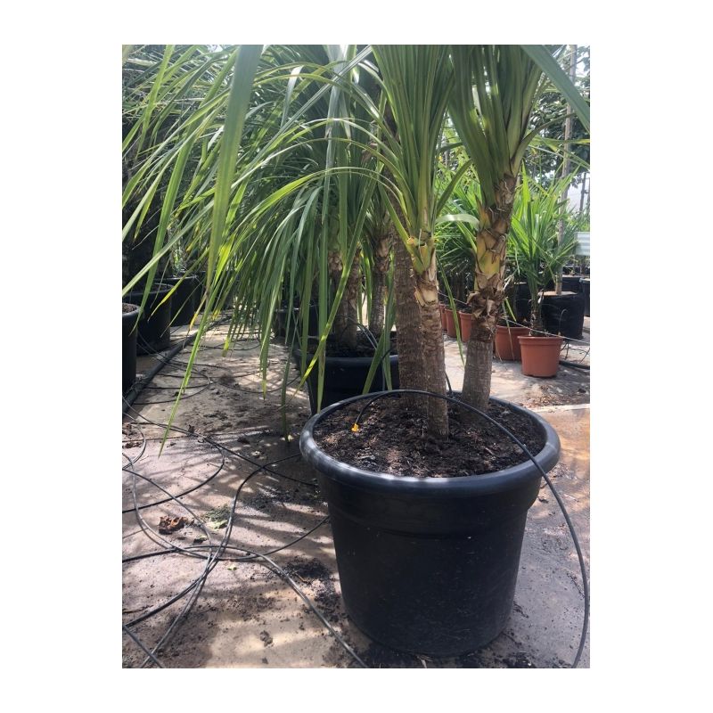 Cordyline 'Indivisa' - meerstammig 