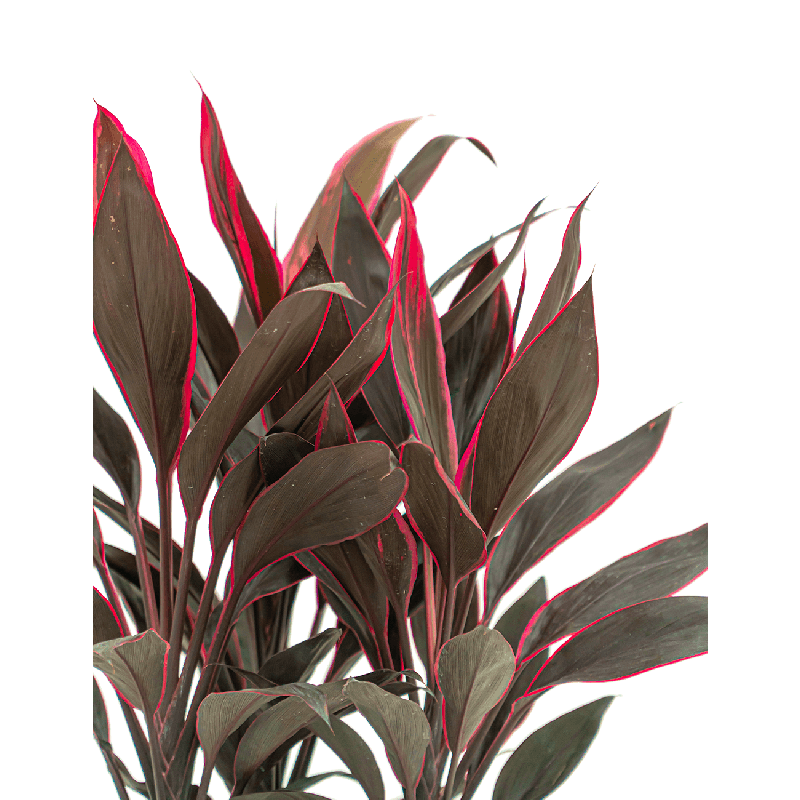 Cordyline Tango