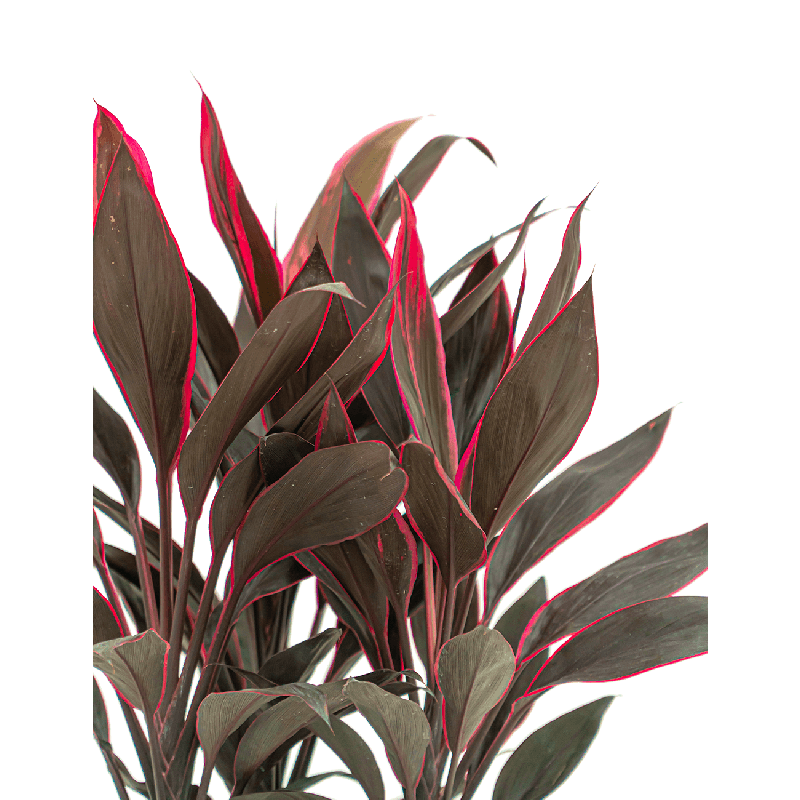 Cordyline Glauca 'Tango'