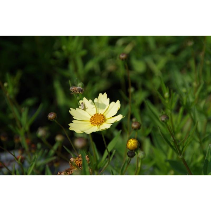 Coreopsis Full Moon 