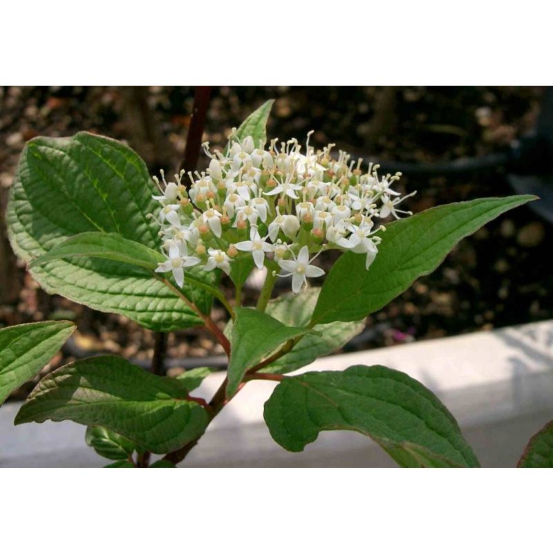 Cornus Sibirica