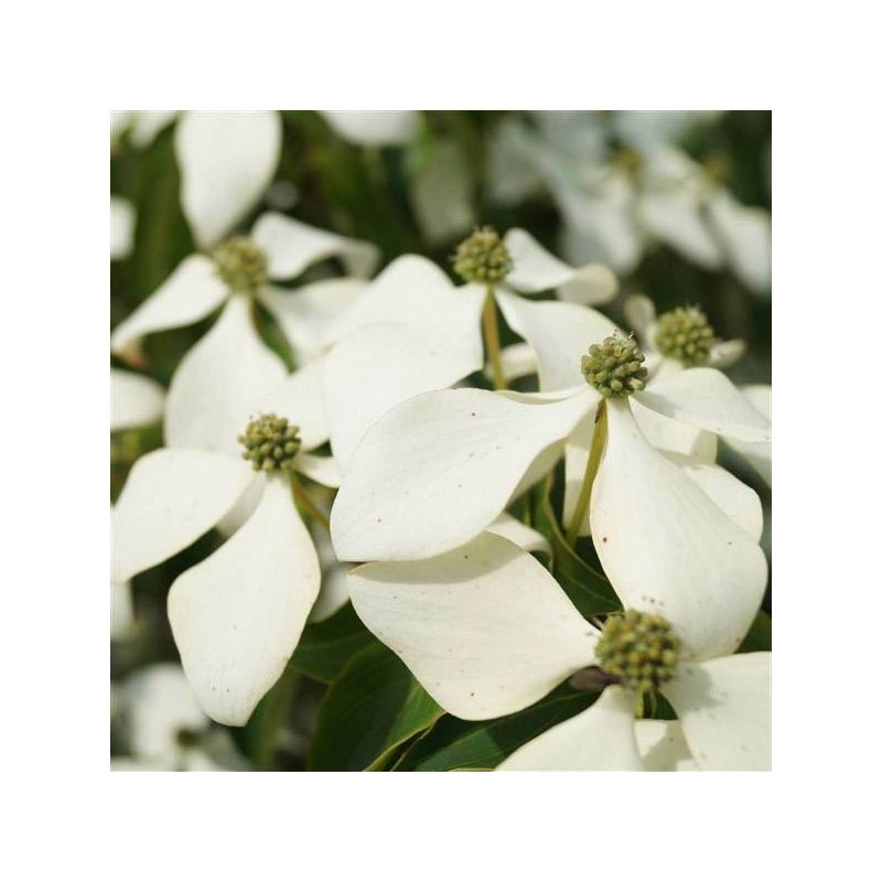 Cornus kousa chinensis