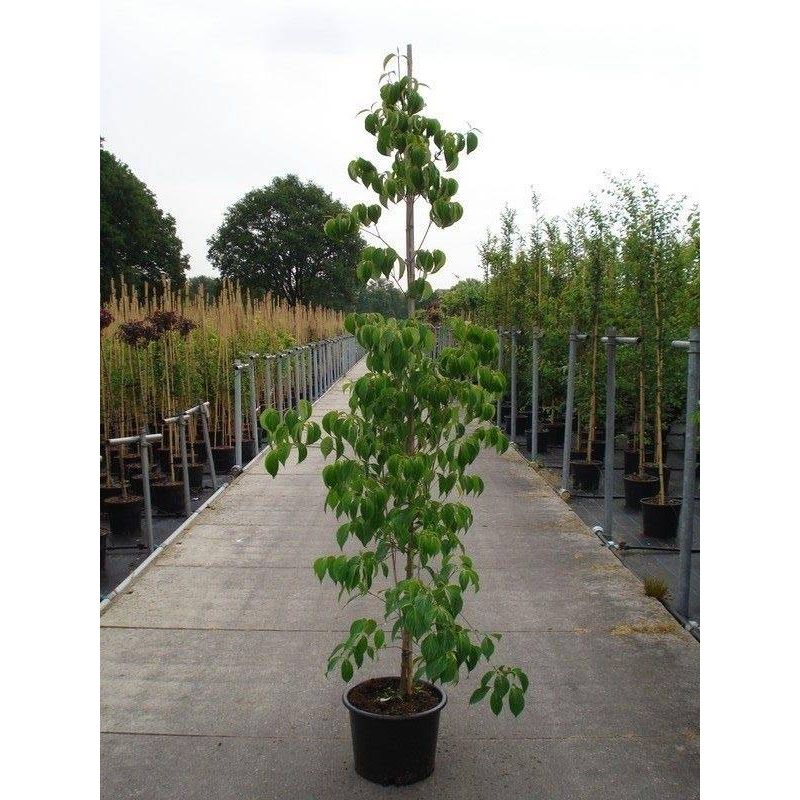 Cornus kousa chinensis