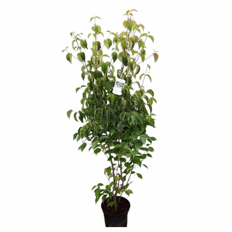 Cornus kousa chinensis