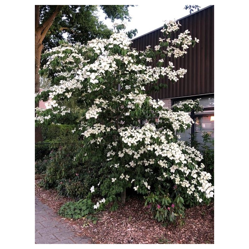 Cornus kousa chinensis
