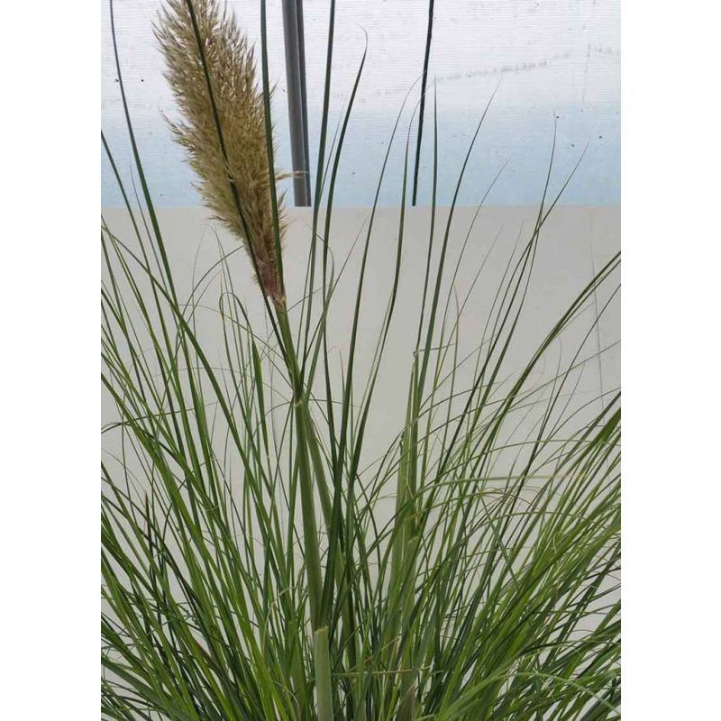 Cortaderia Pumila