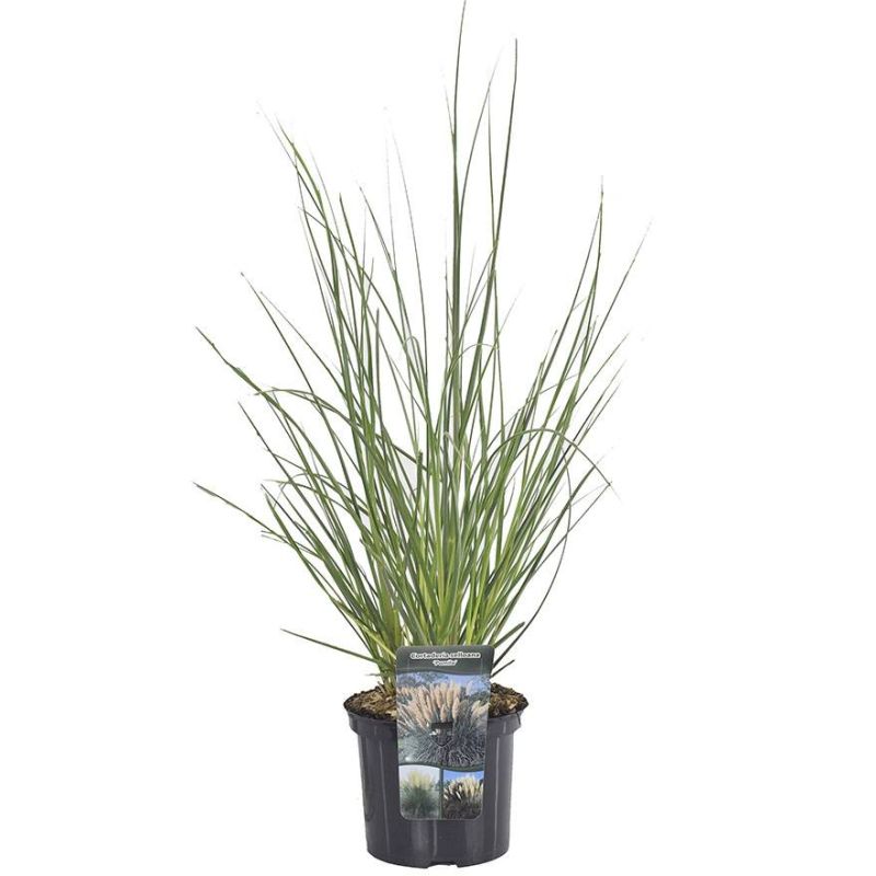 Cortaderia Pumila