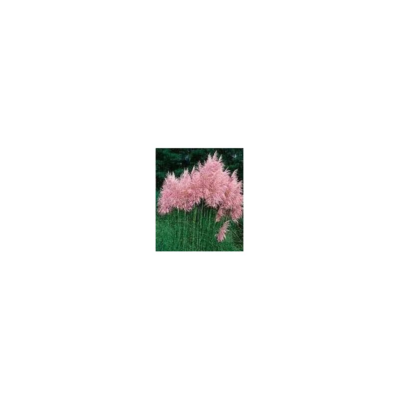 Cortaderia Rosea 
