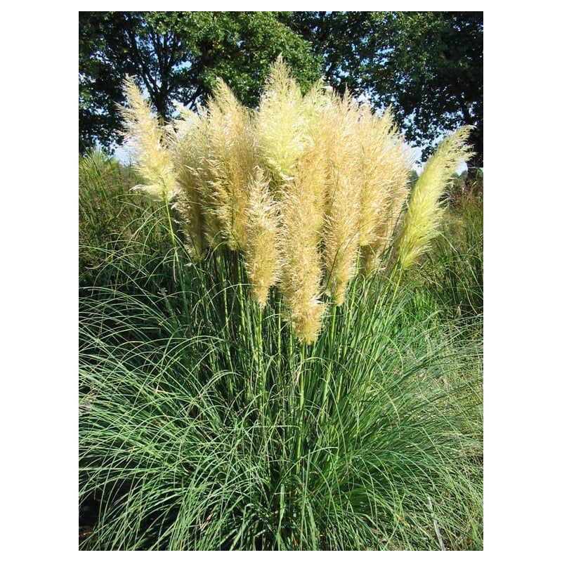 Cortaderia Pumila