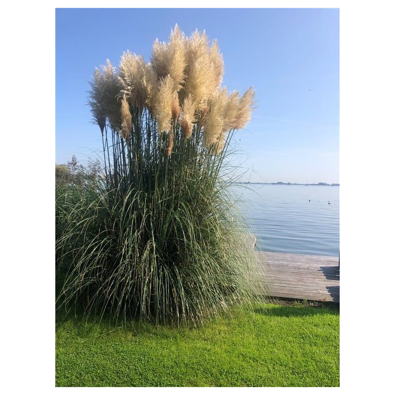 Cortaderia selloana
