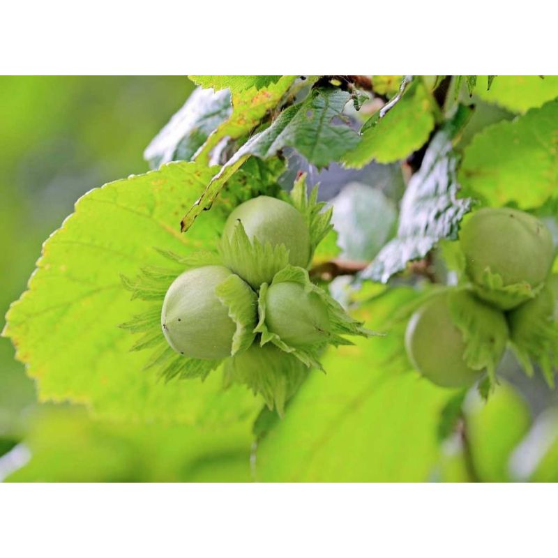 Corylus avellana 