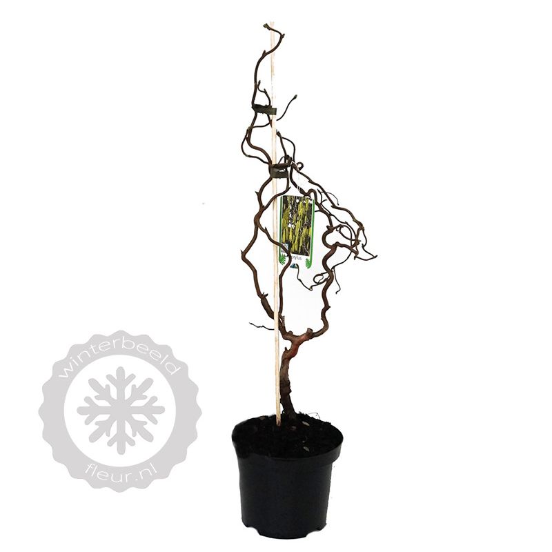 Corylus avellana 