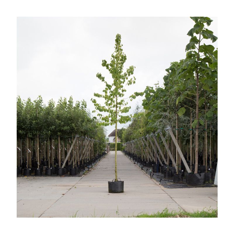 Corylus Corlurna