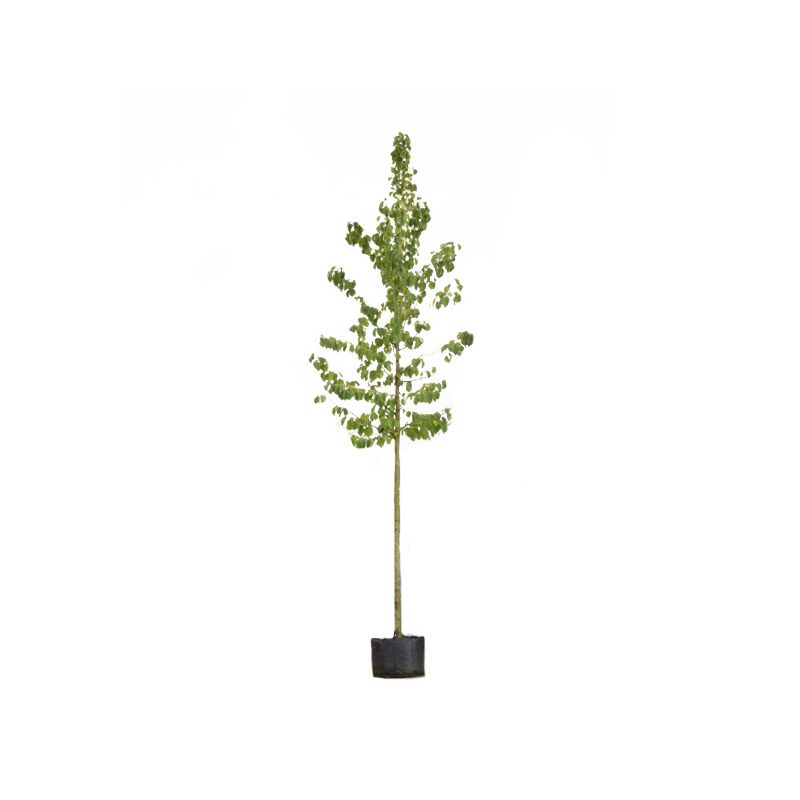 Corylus Corlurna